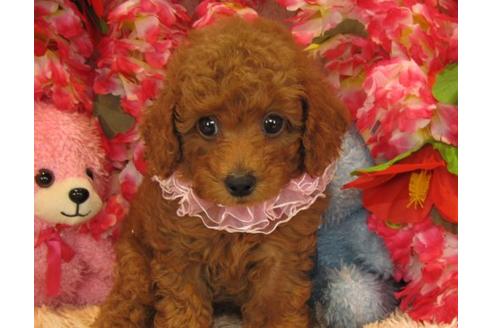 成約済の茨城県のトイプードル-22451の3枚目