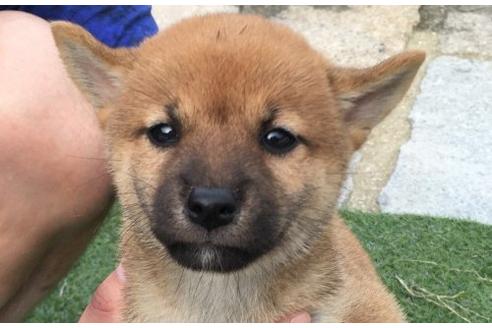 成約済の長崎県の柴犬-20493の1枚目