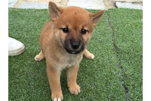 成約済の長崎県の柴犬-20493の2枚目