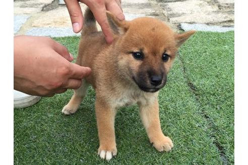 成約済の長崎県の柴犬-20493の3枚目