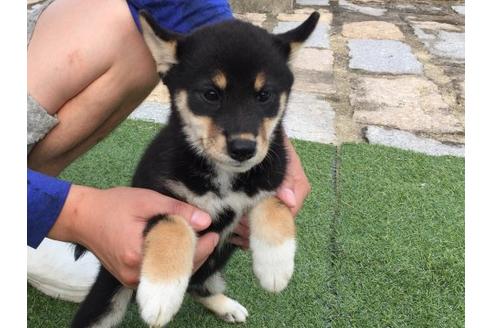 成約済の長崎県の柴犬-19437の1枚目