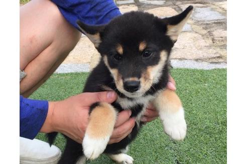 成約済の長崎県の柴犬-19437の3枚目