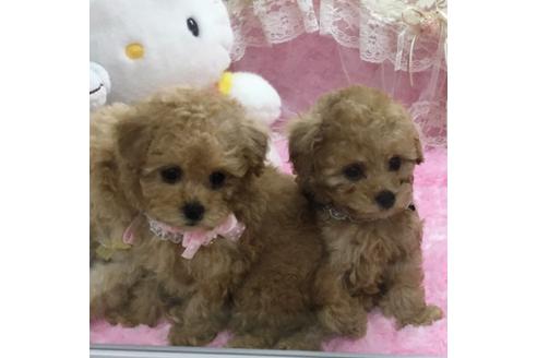 成約済の福岡県のトイプードル-22476の1枚目