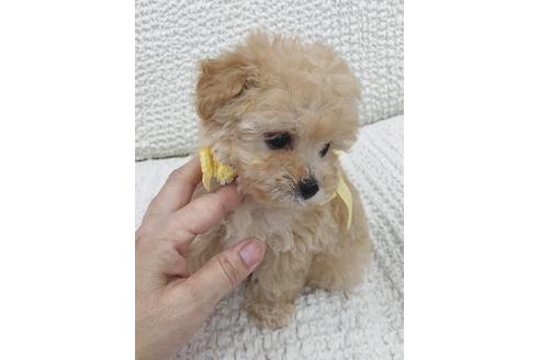 成約済の福岡県のトイプードル-22478の3枚目