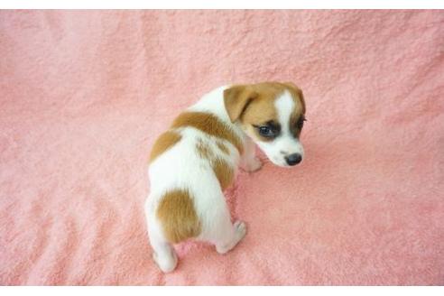 成約済の奈良県のジャックラッセルテリア-21571の2枚目