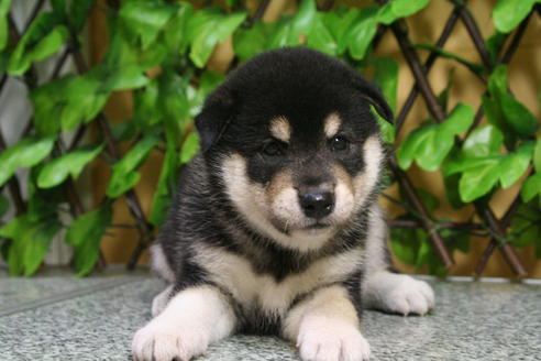 成約済の京都府の柴犬-22564の5枚目