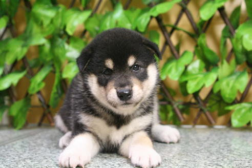 成約済の京都府の柴犬-22564の4枚目