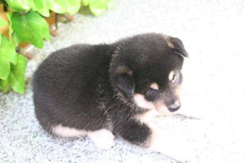 成約済の京都府の柴犬-22564の2枚目