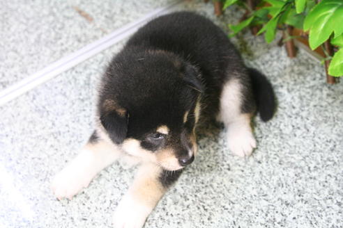 成約済の京都府の柴犬-22564の1枚目