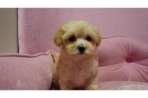 成約済の埼玉県のマルプー:マルチーズ×トイプードル-22575の4枚目