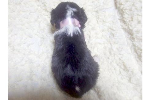 成約済の埼玉県のキャバリアキングチャールズスパニエル-22612の3枚目