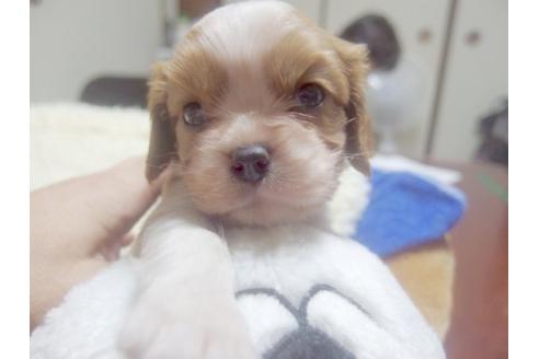 成約済の埼玉県のキャバリアキングチャールズスパニエル-22431の1枚目