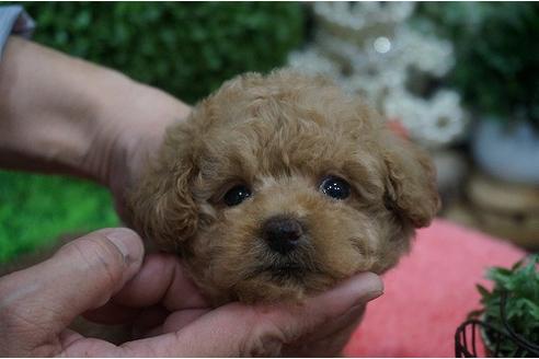 成約済の京都府のトイプードル-22618の3枚目