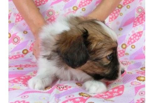 成約済の千葉県のパピヨン-22619の3枚目