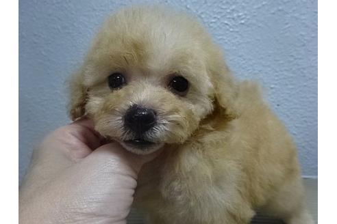 成約済の大阪府のトイプードル-22296の1枚目