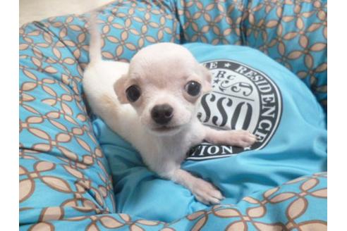 成約済の福岡県のチワワ-22641の1枚目