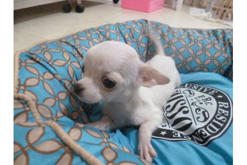 成約済の福岡県のチワワ-22641の2枚目