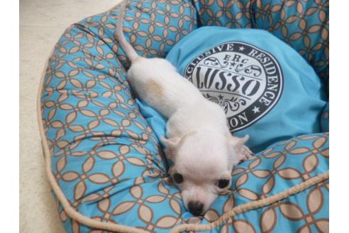 成約済の福岡県のチワワ-22641の3枚目