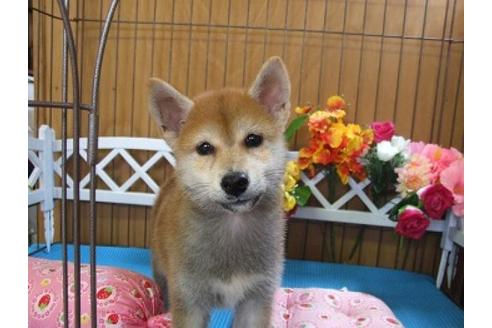 成約済の三重県の柴犬-22674の4枚目