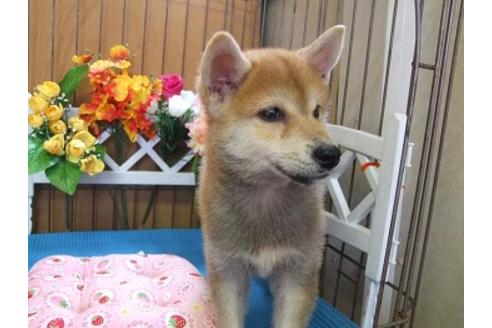 成約済の三重県の柴犬-22674の3枚目