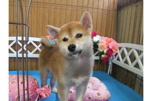 成約済の三重県の柴犬-22674の2枚目