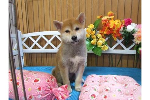 成約済の三重県の柴犬-22674の1枚目