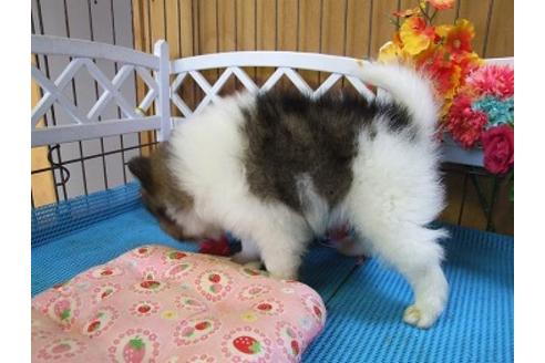 成約済の三重県のポメラニアン-22675の1枚目