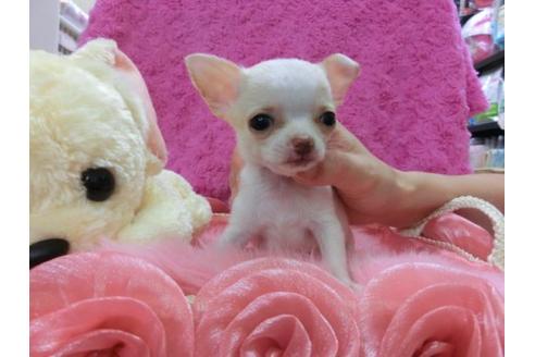 成約済の京都府のチワワ-22685の1枚目