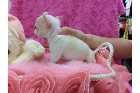 成約済の京都府のチワワ-22685の2枚目