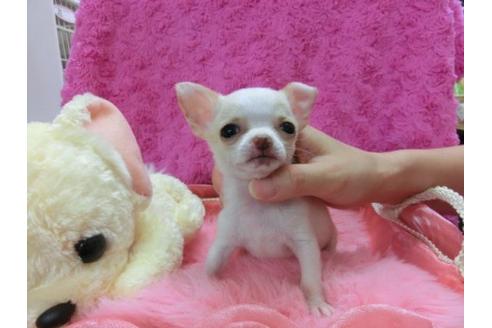 成約済の京都府のチワワ-22685の3枚目