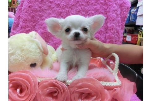 成約済の京都府のチワワ-22686の1枚目