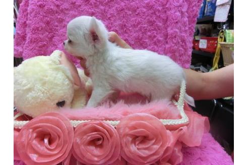 成約済の京都府のチワワ-22686の2枚目