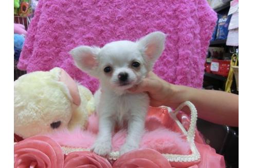 成約済の京都府のチワワ-22686の3枚目