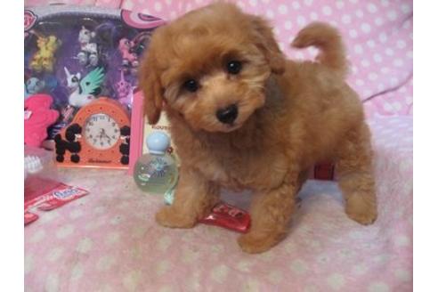 成約済の静岡県のミックス犬-22718の2枚目