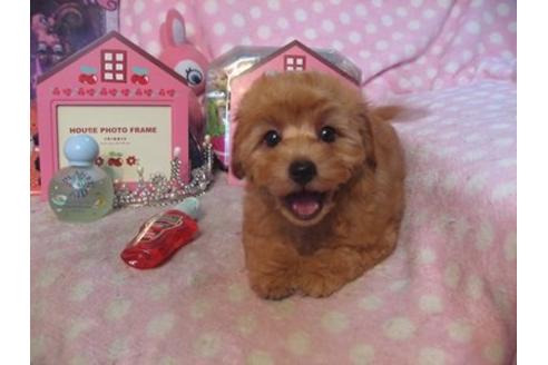 成約済の静岡県のミックス犬-22718の3枚目