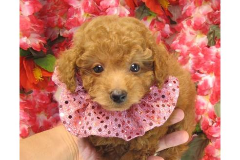 成約済の茨城県のトイプードル-22719の2枚目