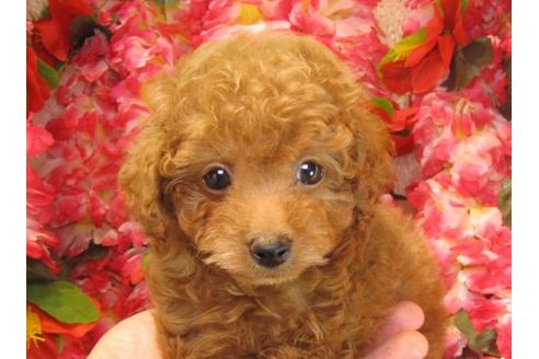 成約済の茨城県のトイプードル-22719の1枚目