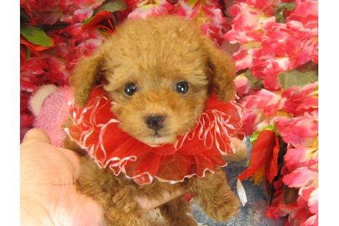 成約済の茨城県のトイプードル-22720の1枚目