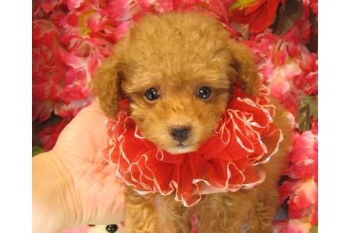 成約済の茨城県のトイプードル-22720の2枚目