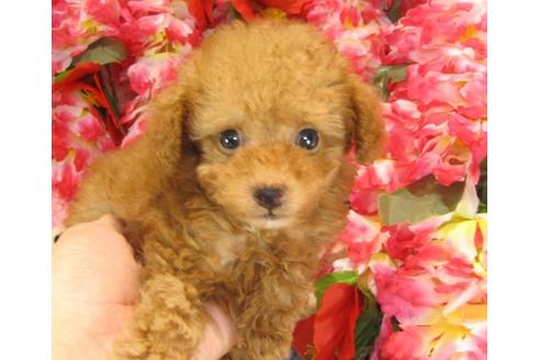 成約済の茨城県のトイプードル-22720の3枚目