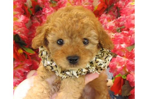 成約済の茨城県のトイプードル-22721の1枚目