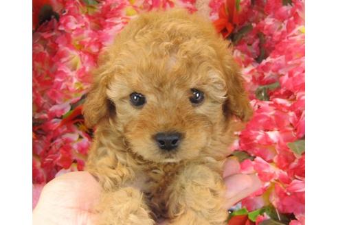 成約済の茨城県のトイプードル-22721の2枚目