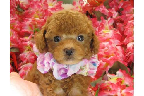 成約済の茨城県のトイプードル-22722の1枚目