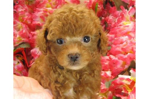 成約済の茨城県のトイプードル-22722の2枚目