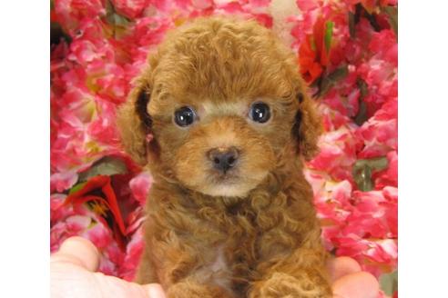 成約済の茨城県のトイプードル-22722の3枚目