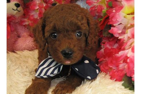 成約済の茨城県のトイプードル-22723の2枚目