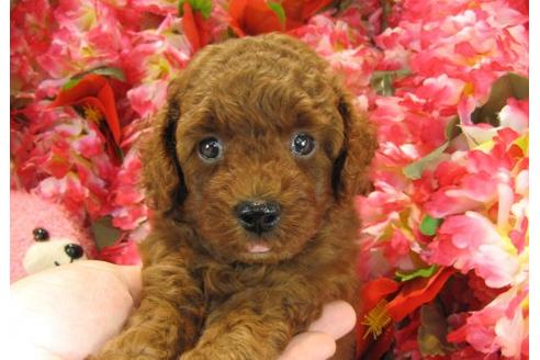 成約済の茨城県のトイプードル-22723の3枚目