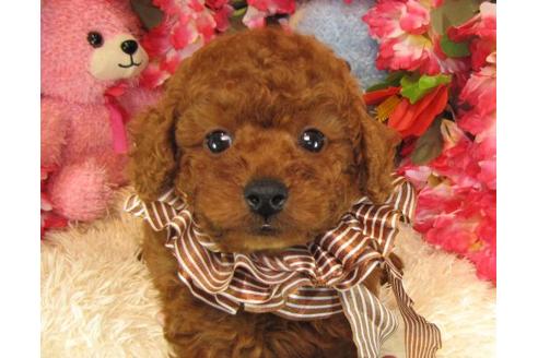 成約済の茨城県のトイプードル-22724の1枚目