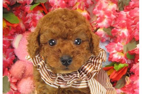 成約済の茨城県のトイプードル-22724の2枚目