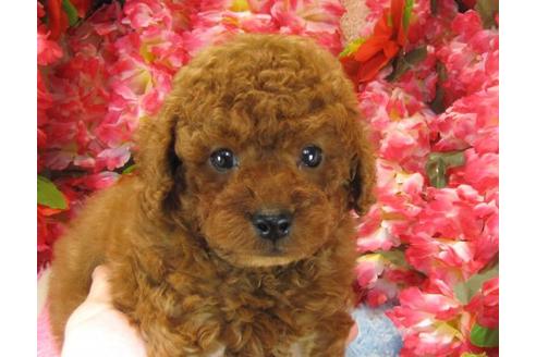 成約済の茨城県のトイプードル-22724の3枚目